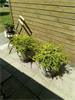 lonicera