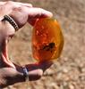 grote middellandse wesp in faux amber.