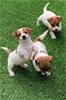 Mooie vacht 4 Jack Russell pups