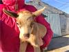 Grote foto bokje abrikoos kleur dieren en toebehoren schapen geiten en varkens