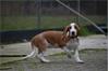Grote foto engelse bassethound pups dieren en toebehoren beagles bassets en lopende honden