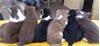 Grote foto siberische husky pups alle kleuren dieren en toebehoren poolhonden keeshonden en oertypen