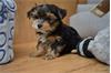 Yorkshire terrier pups mooi klein blijvend