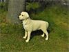 Tuinbeeld van een grote hond, ''Golden Retriever''