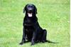 Zwarte Labrador pup (reutje) te koop