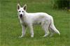 Grote foto zwitserse witte herder pups te koop dieren en toebehoren herdershonden en veedrijvers