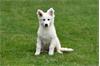 Grote foto zwitserse witte herder pups te koop dieren en toebehoren herdershonden en veedrijvers