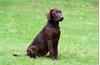 Grote foto chocolade bruine labrador pups te koop dieren en toebehoren retrievers spani ls en waterhonden