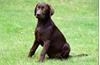 Grote foto chocolade bruine labrador pups te koop dieren en toebehoren retrievers spani ls en waterhonden