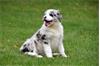 Australische Herder pups te koop - ouders aanwezig