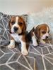 Beagle honden en puppy's