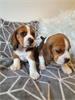 Grote foto beagle honden en puppy dieren en toebehoren beagles bassets en lopende honden
