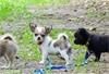 Chihuahua pups met Fci stamboom