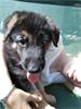 Duitse herderpup