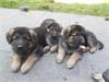Duitse herder pupie