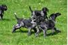 Grote foto duitse staande draadhaar pups te koop belgisch dieren en toebehoren setters en staande honden