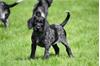 Grote foto duitse staande draadhaar pups te koop belgisch dieren en toebehoren setters en staande honden