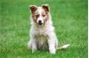 Border Collie pups te koop - Belgisch