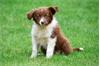 Grote foto border collie pups te koop belgisch dieren en toebehoren herdershonden en veedrijvers