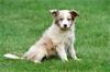 Grote foto border collie pups te koop belgisch dieren en toebehoren herdershonden en veedrijvers