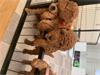 Grote foto abrikoos rood 5 miniatuur poedels dieren en toebehoren overige honden