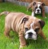 Engelse bulldog puppies 