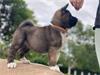 Nest getrainde 5 Akita-pups