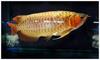 Grote foto beste kwaliteit arowana vis te koop tegen goede . dieren en toebehoren aquariumvissen
