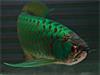 Grote foto beste kwaliteit arowana vis te koop tegen goede . dieren en toebehoren aquariumvissen