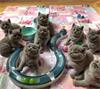 6 super knuffelige bsh kittens