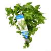 Aquariumplant - Bacopa amplexicaulis bosje