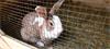 Grote foto nestje vlaamse reuzen op komst dieren en toebehoren konijnen
