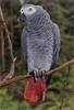 Gezocht: grijze roodstaart papegaai 