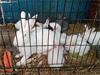 Grote foto te koop mooie duitse vlaamse reus dieren en toebehoren konijnen