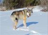 Amerikaanse Wolfhond pups op komst! 