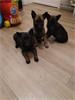 Mechelse herder pups