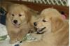 Zachte en schattige Golden Retriever-puppy's*