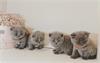 Grote foto 6 bsh kittens geboren 10 2021 dieren en toebehoren raskatten korthaar