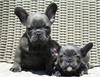  Blauwe en fawn Franse bulldog pups