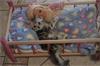 Grote foto stamboom britse korthaar kittens dieren en toebehoren raskatten korthaar