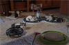 Grote foto stamboom britse korthaar kittens dieren en toebehoren raskatten korthaar