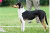 Te koop Schotseherdershond korthaar (collie) pups 