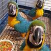Vruchtbare papegaaieneieren te koop