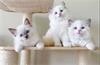 Ragdoll kittens voor een nieuw huis