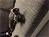 Grote foto franse bulldog dieren en toebehoren bulldogs pinschers en molossers