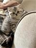 Grote foto brits korthaar kitten dieren en toebehoren raskatten korthaar