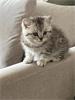 Grote foto brits korthaar kitten dieren en toebehoren raskatten korthaar