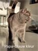 Grote foto britse korthaar kittens dieren en toebehoren raskatten korthaar