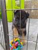 Kortharige Duitse herder puppy's