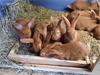 Grote foto vaal van bourgondie dieren en toebehoren konijnen